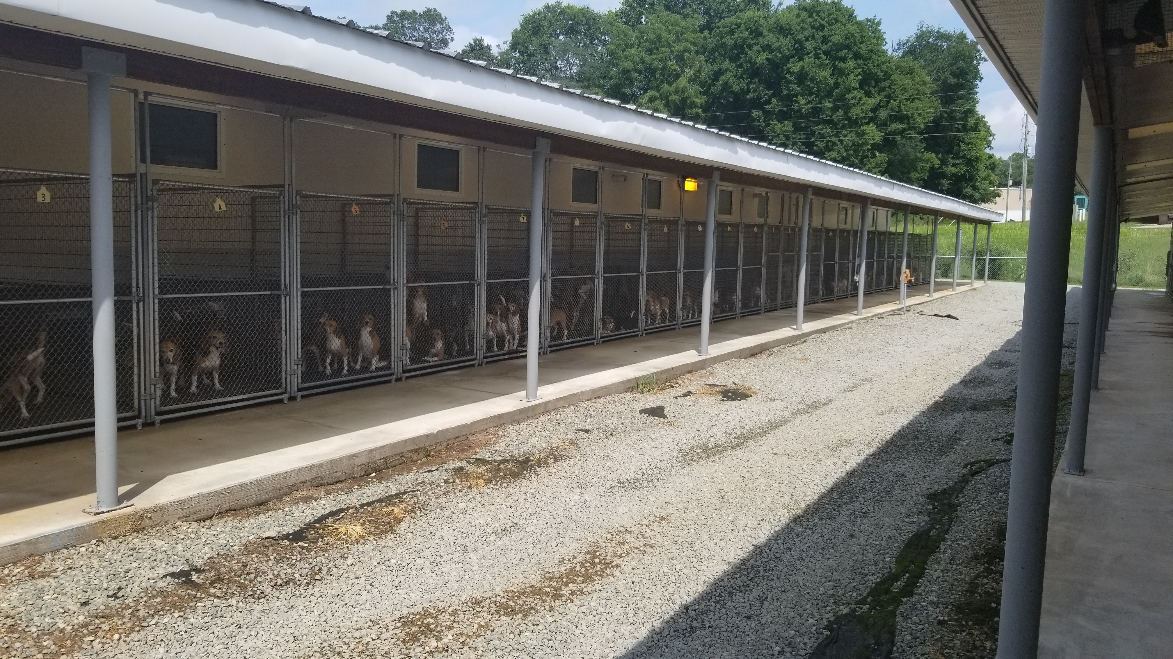 Beagle in Envigo facility