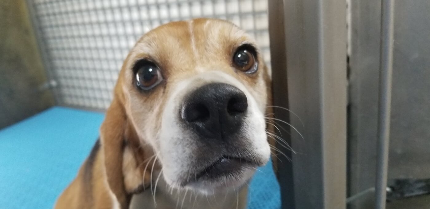 Envigo beagles