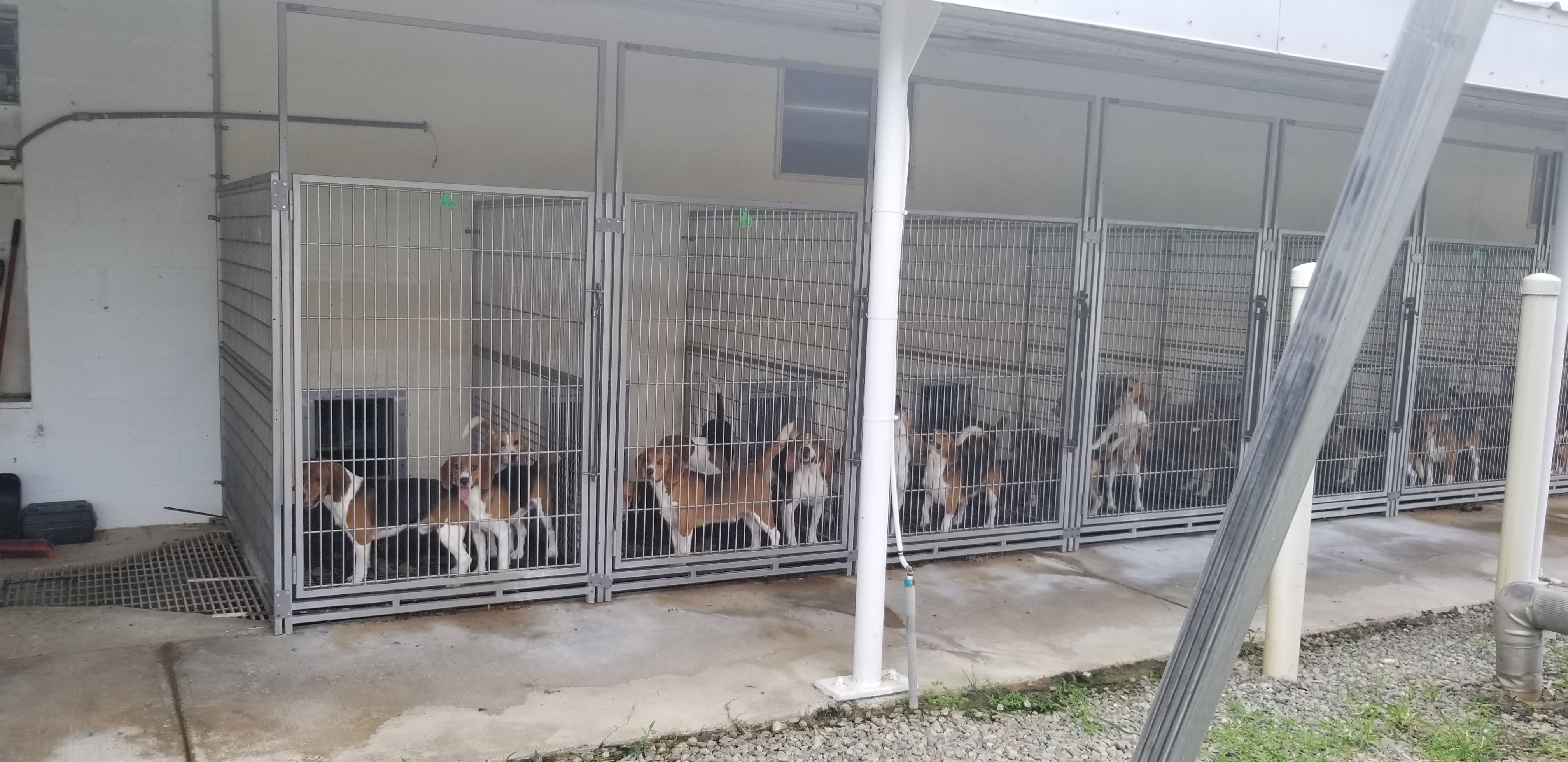 Beagle at Envigo