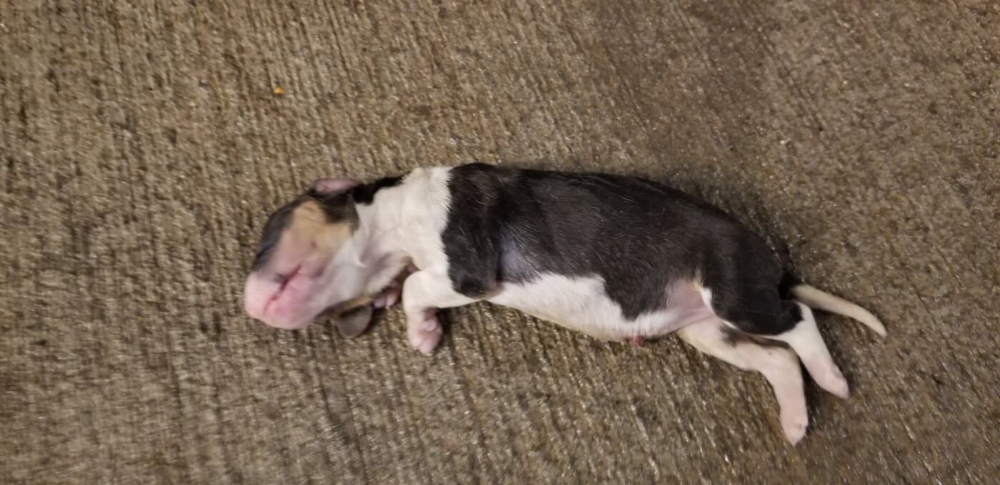 Envigo beagle breeding facility overview