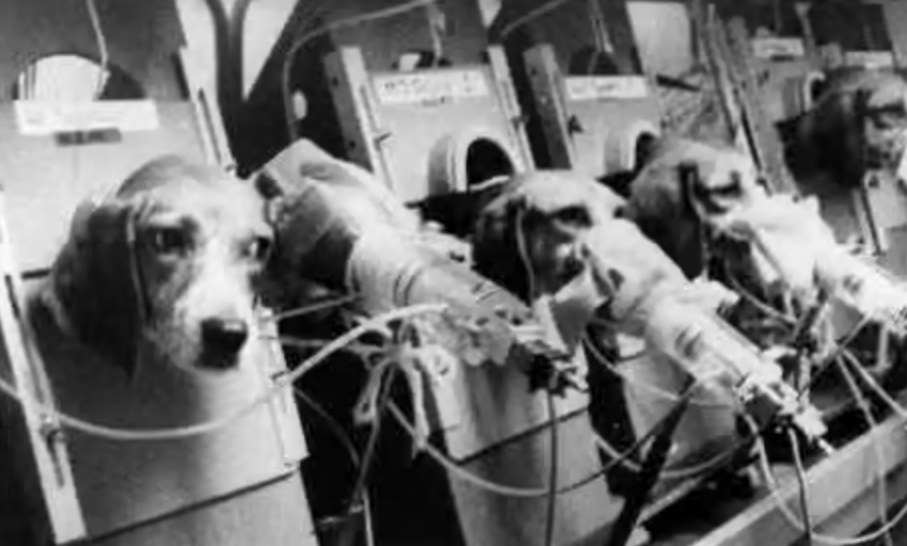 The 1975 Smoking Beagles photograph