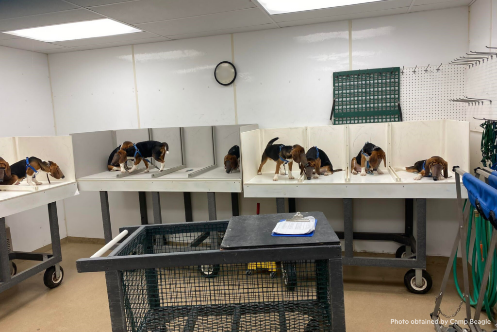 Beagles wearing inhalation masks